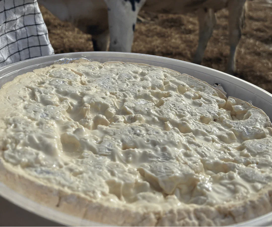 Formaggio cremoso con muffa bianca in primo piano, allevamento di mucche sullo sfondo, C'era una volta - Bottega delle Mucche - Trecate (NO)