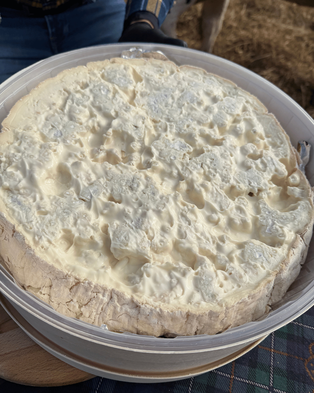 Gorgonzola al Cucchiaio